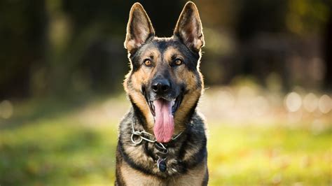 How Long Can A German Shepherd Go Without Eating
