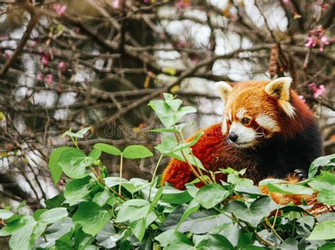 Cute Red Panda Sitting On A Tree Observing The Surroundings Stock Photo