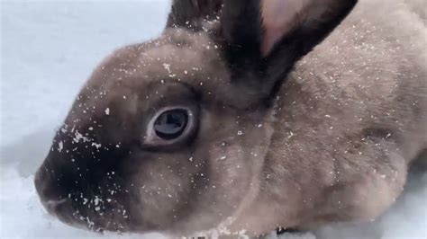 Does Bunny Likes Snow Snowbunny Snowfall Rabbit Youtube