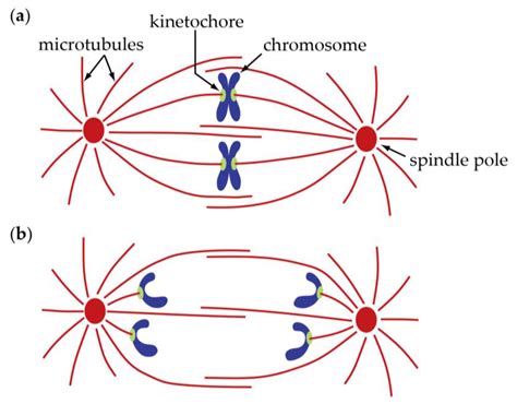 Biology Free Full Text Anaphase A Disassembling Microtubules Move