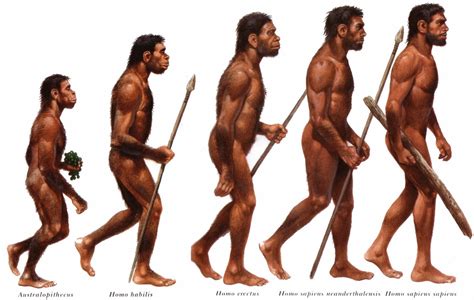 Ao Estudar A Evolução Da Espécie Humana Moderna