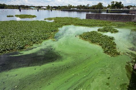 Toxic Algae Seeps Into Floridas Politics Ahead Of The Primary