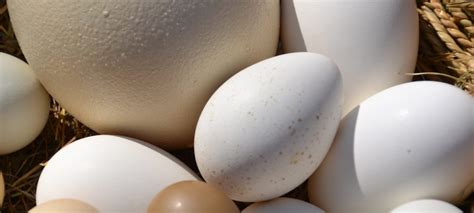 Combien Pese En Moyenne Un Oeuf D Autruche - Tout savoir sur les œufs › MeoSix