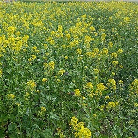 Yellow Mustard Herb Plant Seed 5000 Seeds Free Shipping A Outdoor