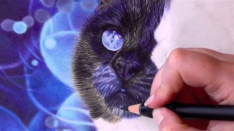 How To Draw Black Fur With Colored Pencils Youtube