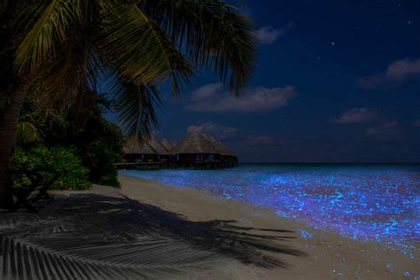 The Gorgeous Glowing Beach Of Maldives Times Of India Travel