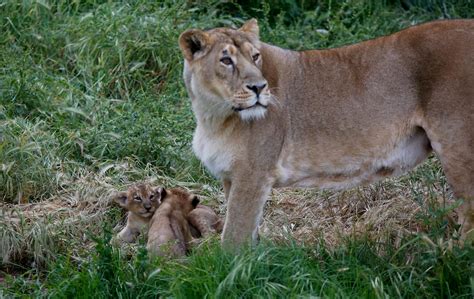 First Lion Cubs Born In Captivity At Jerusalem Zoo The Times Of Israel