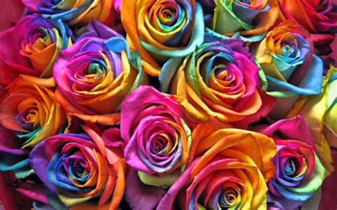 Download Wallpapers Colorful Roses Macro Rainbow Flowers Bouquet Of