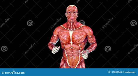 Ilustra O Humana Da Anatomia Do Corpo Masculino De Um Torso Humano Com