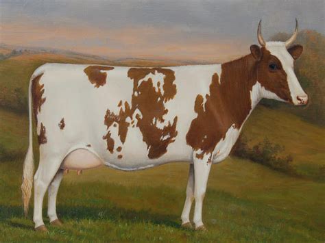 Ayrshire Cow Modern Farming Methods