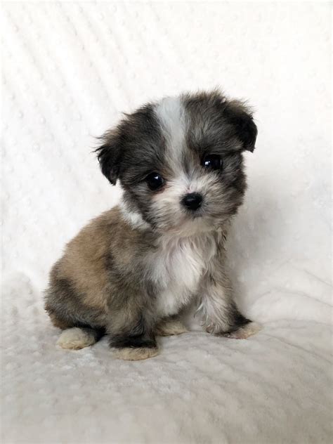 Teacup Morkie Puppy for sale! | iHeartTeacups