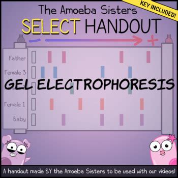 Discover what happens when random events meet allele frequencies: Gel Electrophoresis SELECT Recap Handout + Answer Key by Amoeba Sisters