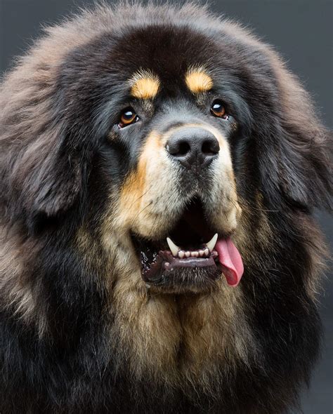 Mountain Dog Breeds The Massive Pup That Could Be Your New Pet