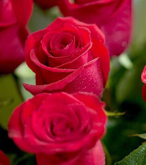 Top 25 Most Beautiful Red Roses Rose Flower Pictures Beautiful