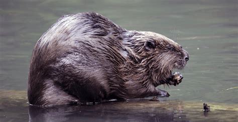 shoot beavers humane wildlife control society