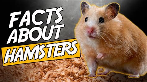 Top 10 Facts About Hamsters Only Owners Will Know Youtube