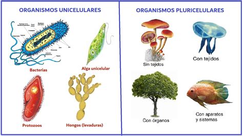 Diferencias Entre Organismos Unicelulares Y Pluricelulares Ejemplos