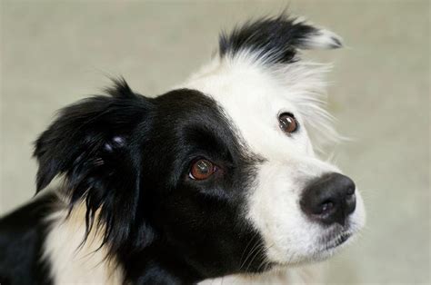 Are Sheepdogs Collies