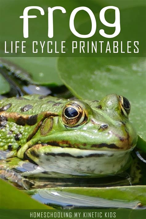 Montessori Inspired Frog Life Cycle 3 Part Cards