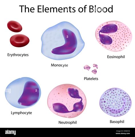 The Cells Of Human Blood Red Blood Cells And Different White Blood