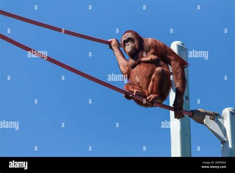Female Orangutan Climbing The O Line At The Smithsonian National Zoo In