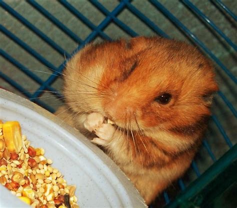 Funny Hamster Pictures I Love Eating