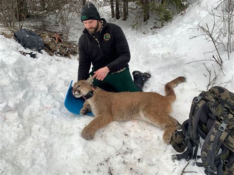 Dnr’s Cougar Team Verifies 65 Sightings In First 13 Years