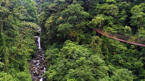 Boquete Cruza La Selva De Panamá A Través De Puentes Colgantes