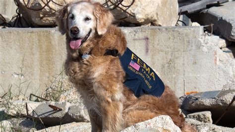 During The Aftermath Of 911 Rescue Dogs Found So Few