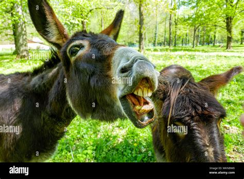 Donkeys Looking Hi Res Stock Photography And Images Alamy