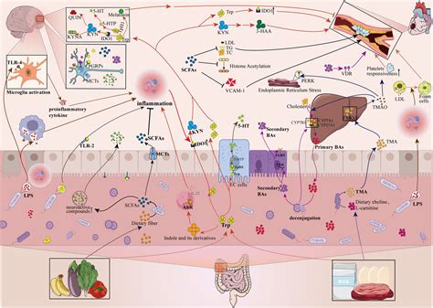 Frontiers Gut Microbiome Metabolites As Key Actors In Atherosclerosis