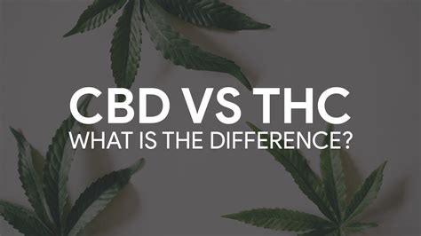 Comparing Cbd And Thc Understanding The Key Differences Between These