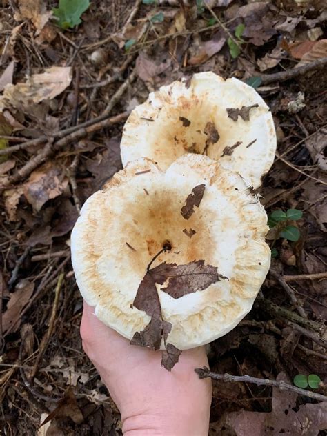 Huge White Mushrooms Everywhere Identifying Mushrooms Wild