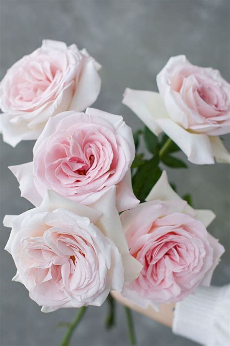 The 10 Most Fragrant Roses Compiled Here Article Onthursd