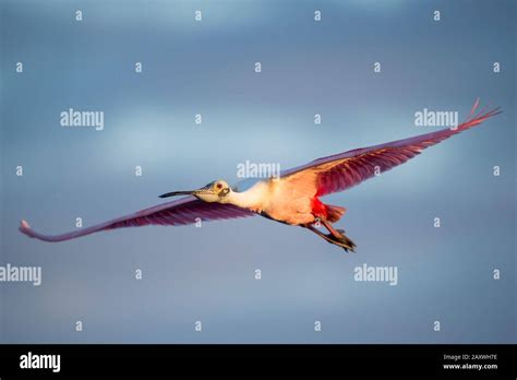 A Bright Pink Roseate Spoonbill Flying With Its Wings Stretched Out In