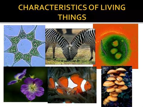 Ppt Characteristics Of Living Things Powerpoint Presentation Free