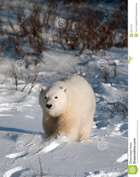 Cute Polar Bear Cub Stock Image Image 35977731