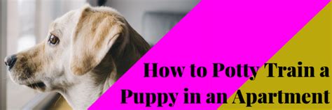 Expert reviewed potty training a puppy is a little trickier when you have an apartment, since you can't install a doggie door or easily let your furry before you know it, your puppy will run to the door and wag her tail instead of having indoor accidents. How to Potty Train a Puppy in an Apartment - Dog Training ...