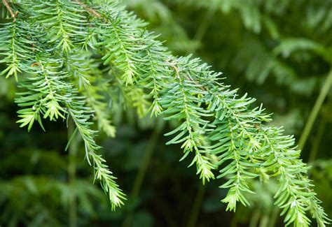 Trees Planet Tsuga Heterophylla Western Hemlock