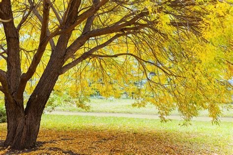 Yellow Autumn Tree Autumn Landscape With Tree Willow Stock Photo