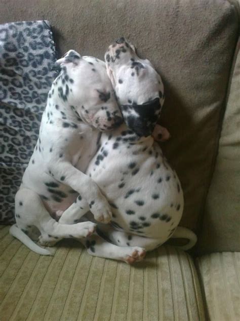 An introduction to our dalmatian puppies as well as to the dalmatian breed, providing information on finding breeders of dalmatians and dalmatian care taking. DALMATIAN PUPPIES***** | Baby animals, Cute dogs, Cute animals