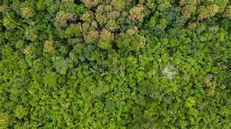 Aerial Top View Of Forest Texture Stock Image Colourbox