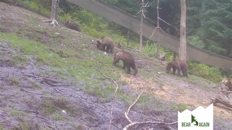 Orphan Bear Cubs From 2022 This Year We Took Into Our Care 12 Orphan Bear Cubs That Needed Our