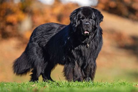 Newfoundland Dog Breed Information And Characteristics Daily Paws