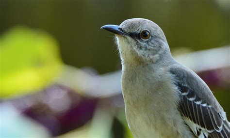 Northern Mockingbird Dsc0508 Dunbar Just Loves Attention Flickr