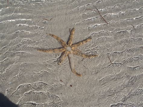 Free Images Sand Soil Fauna Starfish Invertebrate Australia