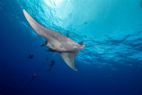 Are Manta Rays Fish Or Mammals Do They Lay Eggs Manta Ray Advocates