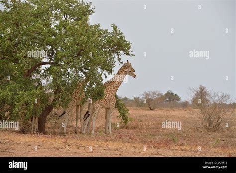 West African Giraffe Niger Giraffe Nigerian Giraffe Giraffa