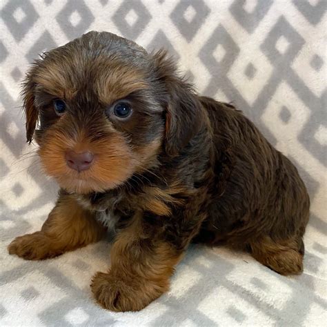 Superdealsearch.com has been visited by 100k+ users in the past month F1B YORKIE-POO | MALE | ID:5530-CCS - Central Park Puppies