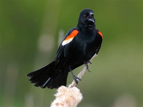 Red Winged Blackbird Wallpapers Wallpaper Cave